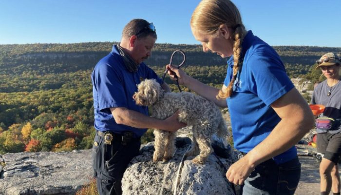 A senior dog trapped in a fissure for five days is being rescued by many rescue organizations.