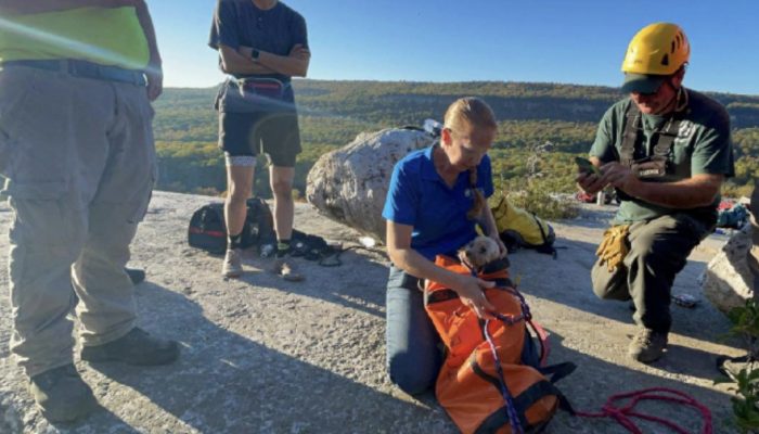 A senior dog trapped in a fissure for five days is being rescued by many rescue organizations.
