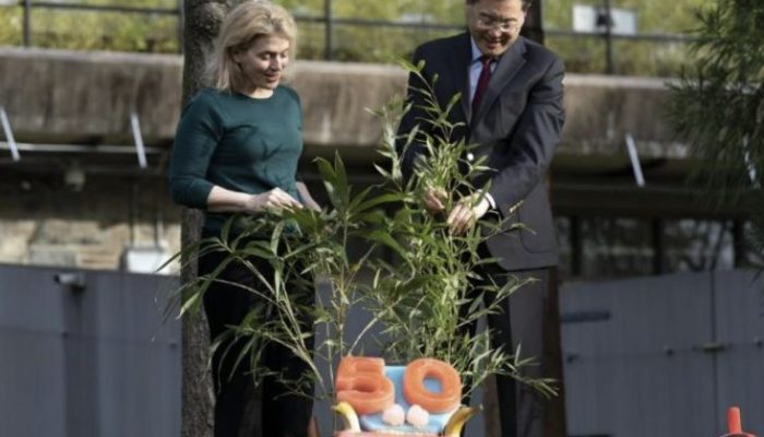 While enjoying a slice of cake made for the National Zoo's 50th anniversary, observe two enormous pandas.