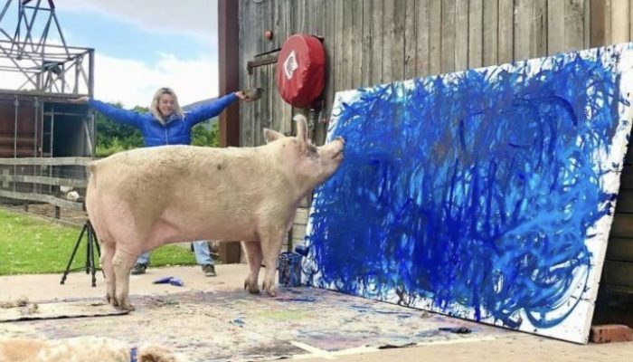 Heroy the pig becomes a well-known artist after being rescued and adopted. You will be shocked to the beautiful painting of the pig.
