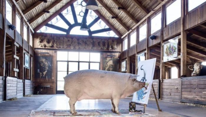 Heroy the pig becomes a well-known artist after being rescued and adopted. You will be shocked to the beautiful painting of the pig.