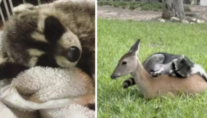 Everyone is in awe of the close and lovely friendship that exists between a raccoon and a deer.