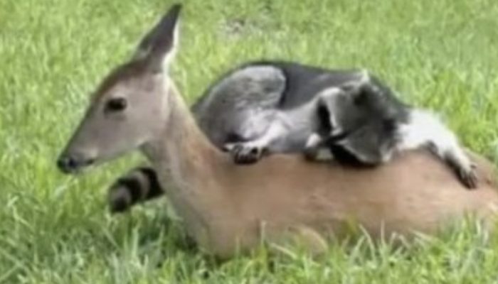 Everyone is in awe of the close and lovely friendship that exists between a raccoon and a deer.