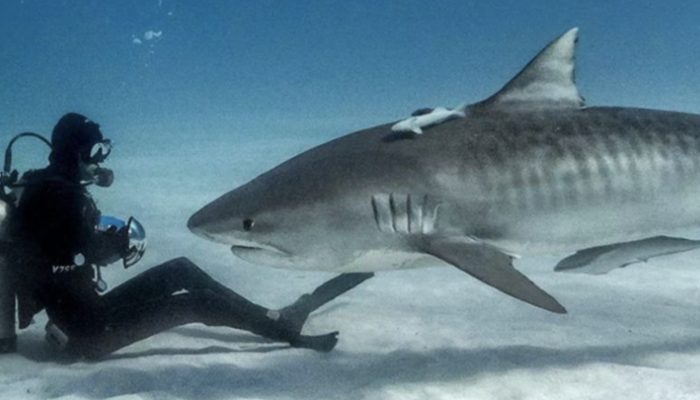 Shark is released from the nets by a diver. The shark locates him a month later to confirm his safety.