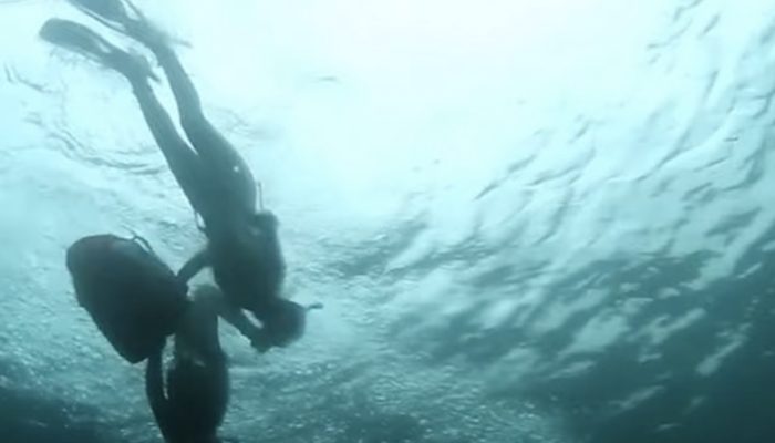 Shark is released from the nets by a diver. The shark locates him a month later to confirm his safety.