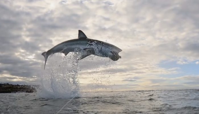 The great white shark went viral after piercing 15 feet in the air and breaking all known records.