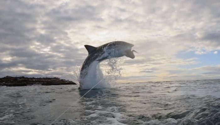 The great white shark went viral after piercing 15 feet in the air and breaking all known records.