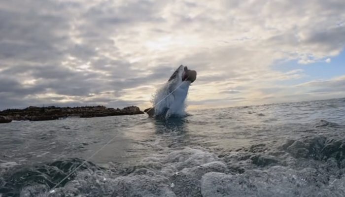 The great white shark went viral after piercing 15 feet in the air and breaking all known records.