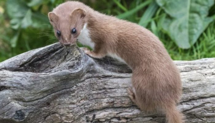 An incredible image of a weasel youngster flying into the air on the back of a bird.
