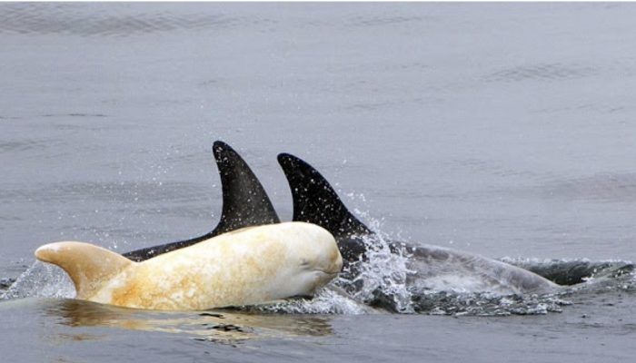 The return of the one and only albino dolphin in the entire Eastern Pacific Ocean is hard to believe.