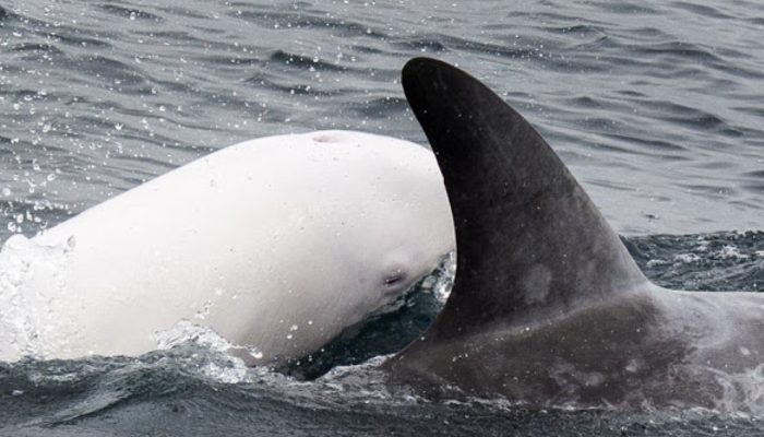 The return of the one and only albino dolphin in the entire Eastern Pacific Ocean is hard to believe.