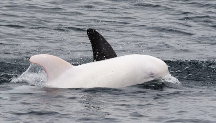 The return of the one and only albino dolphin in the entire Eastern Pacific Ocean is hard to believe.