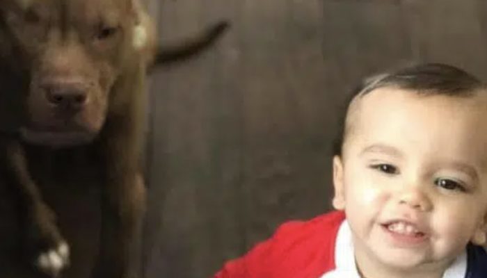 Child catches the flu and does not let anyone care him, only wants his favorite dog's care.