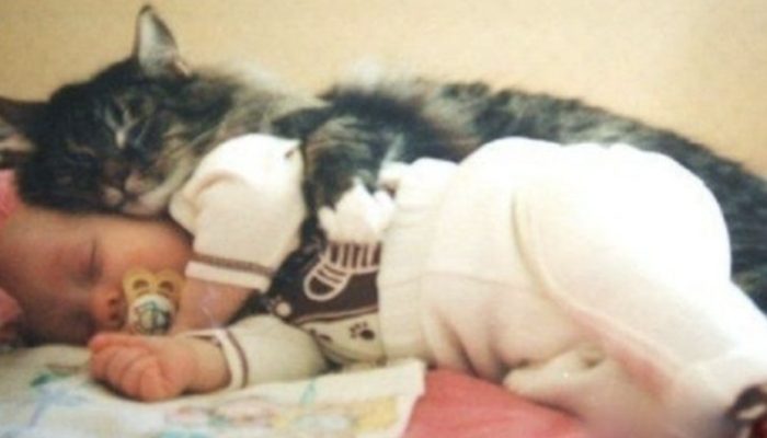 After saving a newborn baby, the cat became a true hero, and everyone was amazed.