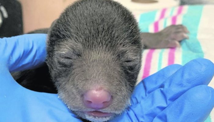 A helpful dog found a weak and poor black bear cub and brought him home believing it was a puppy.