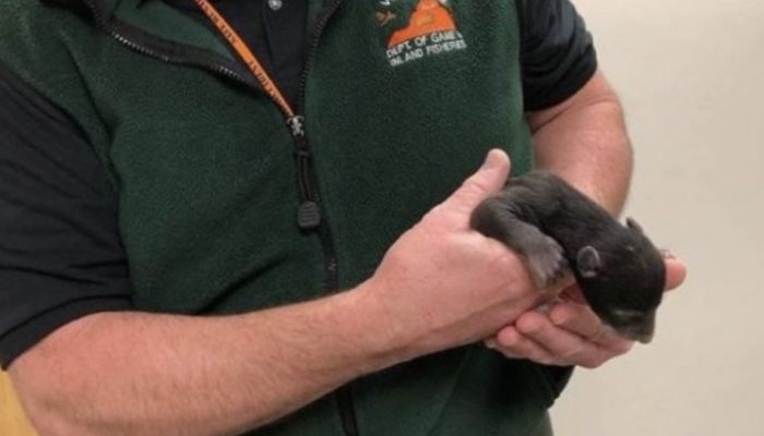 A helpful dog found a weak and poor black bear cub and brought him home believing it was a puppy.