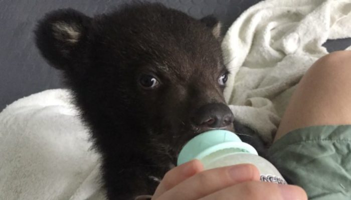 A helpful dog found a weak and poor black bear cub and brought him home believing it was a puppy.