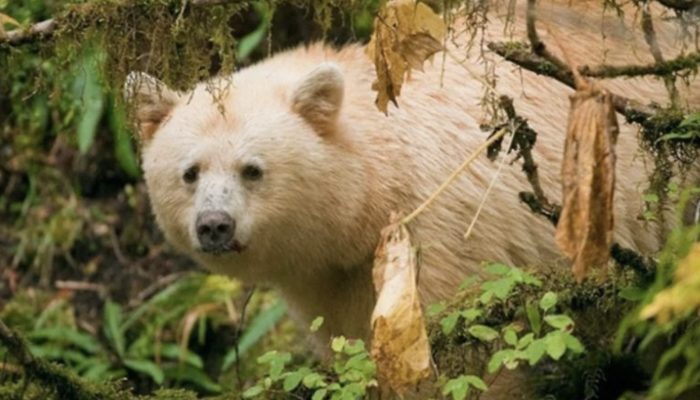 The incredibly uncommon bear that the photographer was able to shoot didn't resemble any of his relatives.