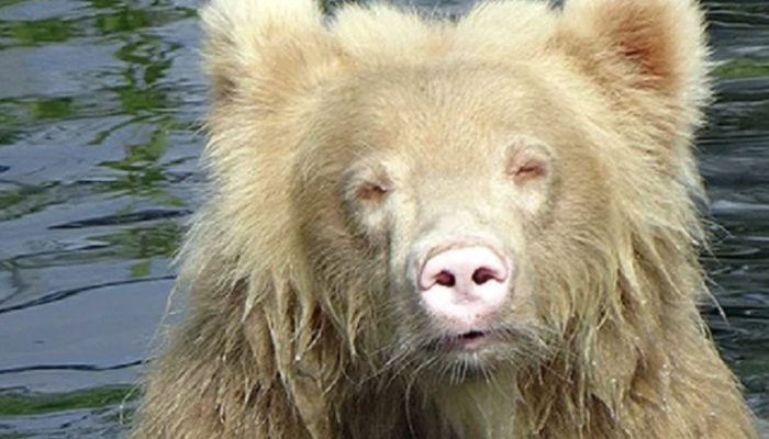 The incredibly uncommon bear that the photographer was able to shoot didn't resemble any of his relatives.