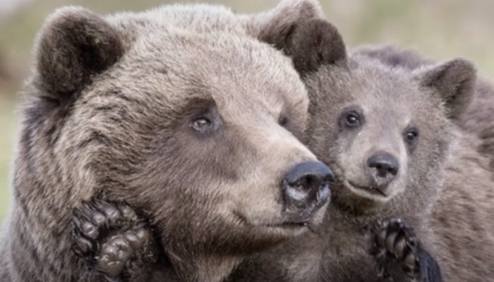 After a fisherman saves a bear baby, the mother bear visits him the following day bearing a gift.