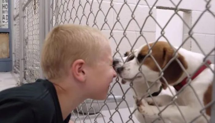 A seven-year-old child with a good heart found homes for 1,300 abandoned pets was chosen "Kid of the Year" for his efforts.