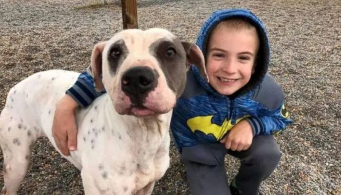 A seven-year-old child with a good heart found homes for 1,300 abandoned pets was chosen "Kid of the Year" for his efforts.