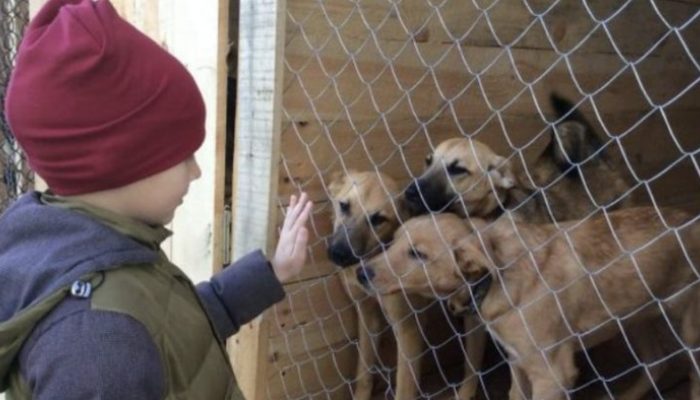 The talented boy sells his stunning paintings of animals to raise funds for supplies for animal shelters.