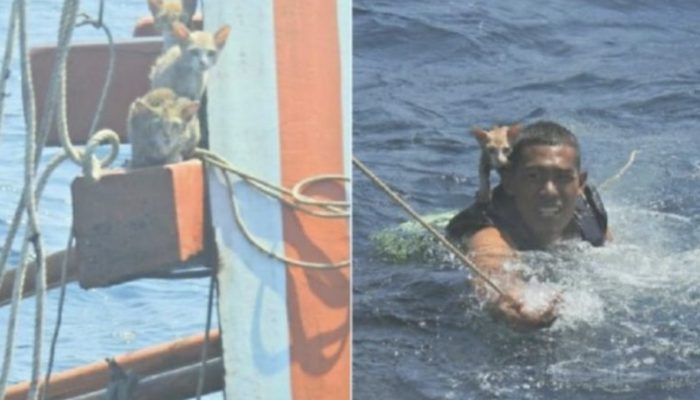 This courageous man bravely jumped into the water to save the lives of four adorable kitties. He deserves respect.
