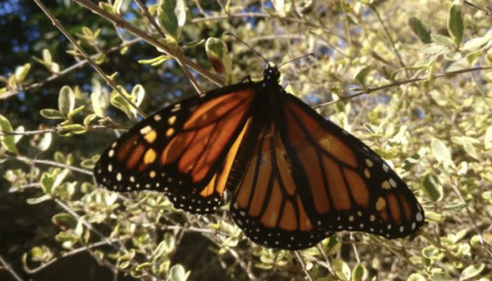 A woman repairs a broken wing on a monarch butterfly, restoring its ability to fly.