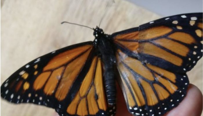 A woman repairs a broken wing on a monarch butterfly, restoring its ability to fly.