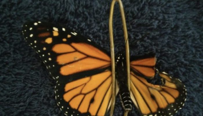 A woman repairs a broken wing on a monarch butterfly, restoring its ability to fly.