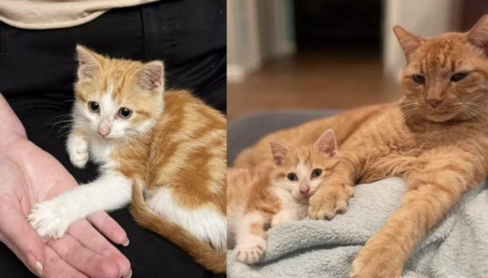 A woman brings a sick kitten home, and her cat takes care of him.