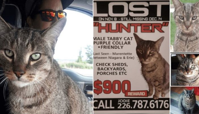 The cat that was missing for 74 days is finally found by a 9-year-old boy, who receives a $1,025 reward.