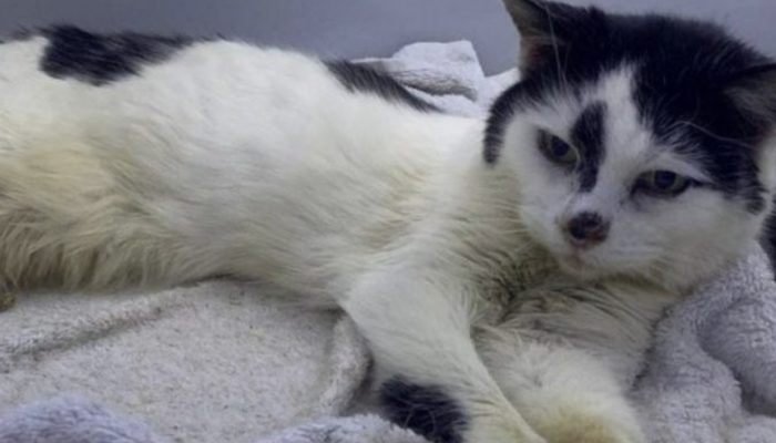 A gorgeous cat was lost for ten years, and her owner believed she had long since passed away.