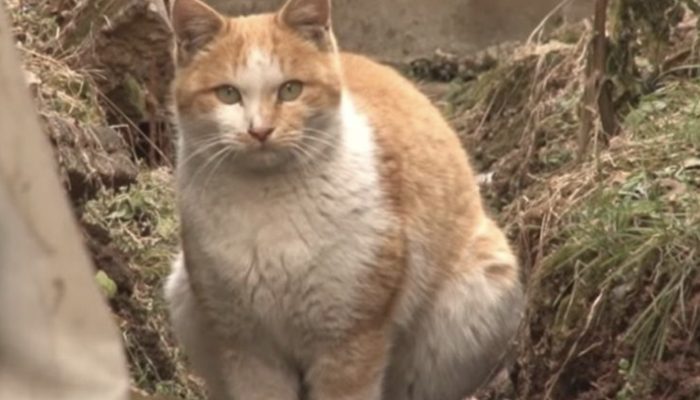 The cat stole items from the neighbors and presented them to her savior as a gift of gratitude.
