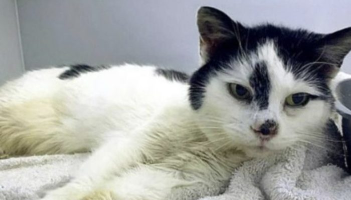 A gorgeous cat was lost for ten years, and her owner believed she had long since passed away.