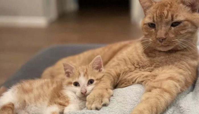 A woman brings a sick kitten home, and her cat takes care of him.
