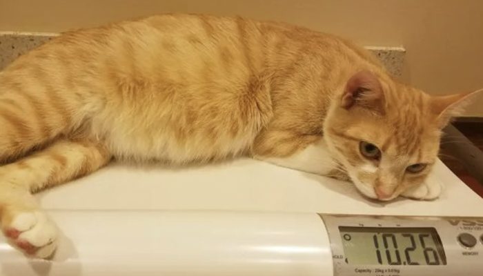 The woman's life is forever changed when a pregnant cat knocks on her door and begs her to let her inside.