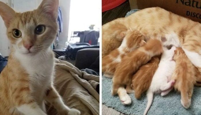 The woman's life is forever changed when a pregnant cat knocks on her door and begs her to let her inside.