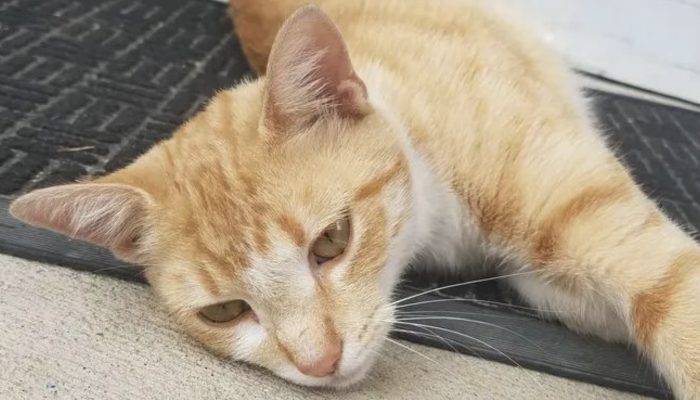The woman's life is forever changed when a pregnant cat knocks on her door and begs her to let her inside.