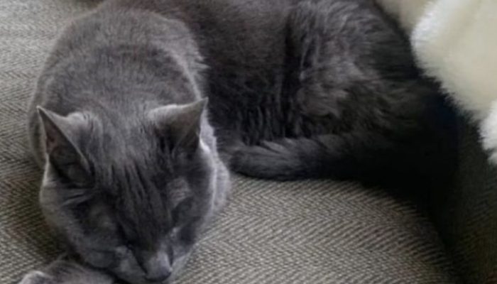 He is a cute kitty who has shown to be excellent. All he wants is lots of love and care.