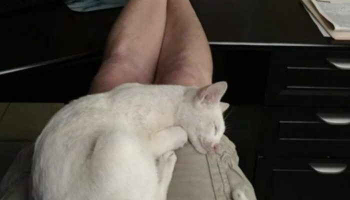 The cat is grateful to her savior and is so attached to him that she won't even turn away.