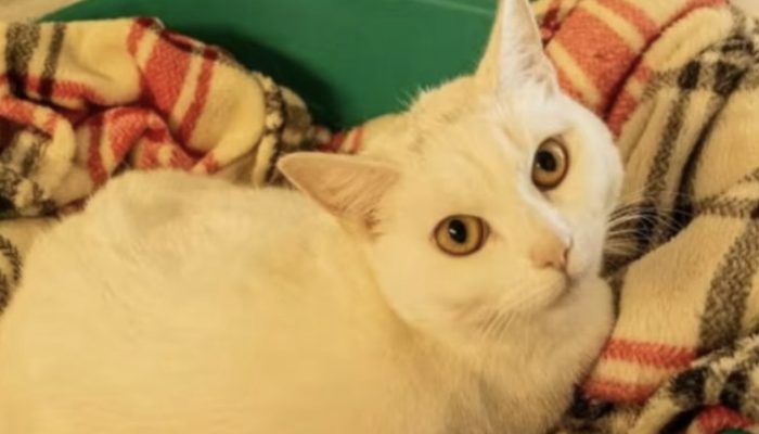 The cat is grateful to her savior and is so attached to him that she won't even turn away.