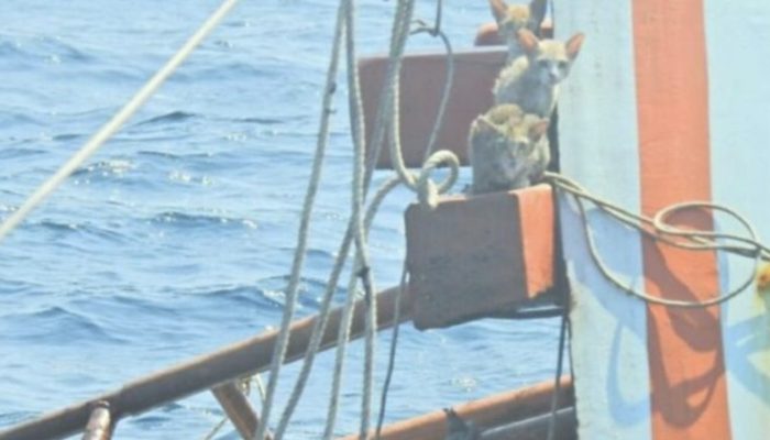 This courageous man bravely jumped into the water to save the lives of four adorable kitties. He deserves respect.