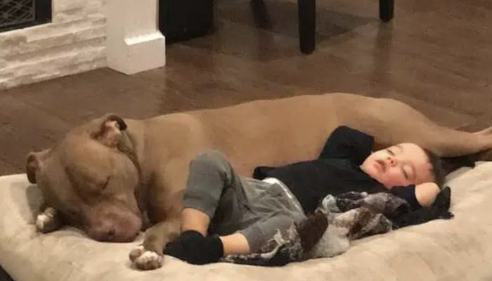 Child catches the flu and does not let anyone care him, only wants his favorite dog's care.