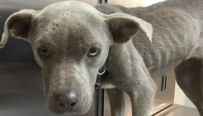 When a shelter dog refused to eat, a veterinarian with a brilliant idea came to his aid.