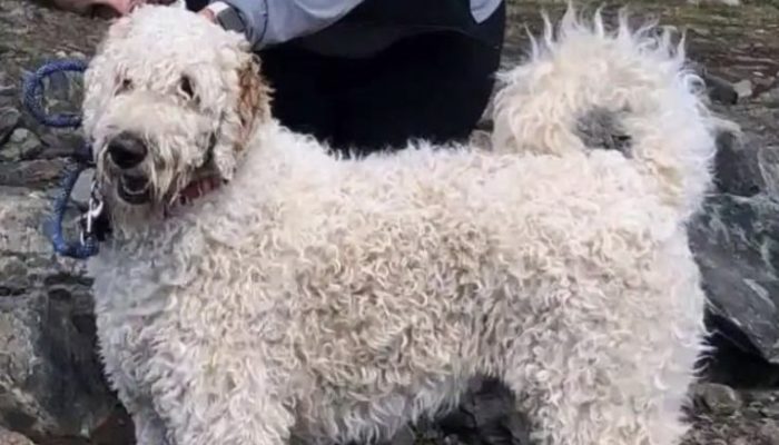 The little dog was found 19 days after the accident. This story touched everyone's heart.