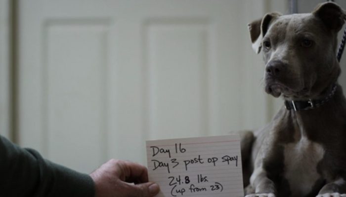 When a shelter dog refused to eat, a veterinarian with a brilliant idea came to his aid.