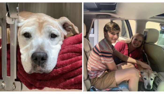 The loving family adopted a 15-year-old abandoned dog with health problems.