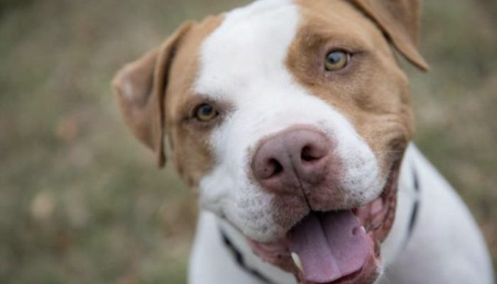 The owner returned to the shelter and picked up his dog, and the reunion was incredibly heartwarming.